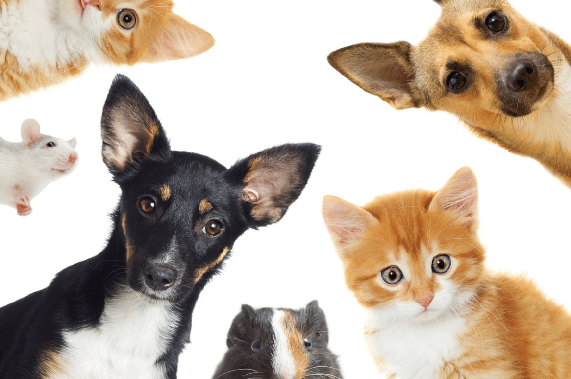 Choosing the Perfect Pet - Group of Pets