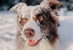 Documenting the Adventures of Your Pet - Dog in Snow