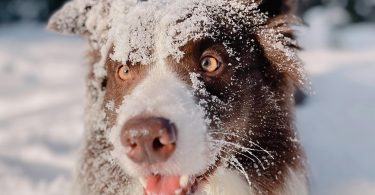 Documenting the Adventures of Your Pet - Dog in Snow