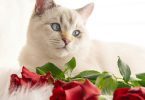 Are Roses Toxic to Cats - Cat smelling roses