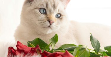 Are Roses Toxic to Cats - Cat smelling roses