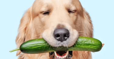 Can dogs have cucumbers - Labrador catching a cucumber in his mouth