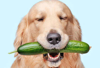 Can dogs have cucumbers - Labrador catching a cucumber in his mouth