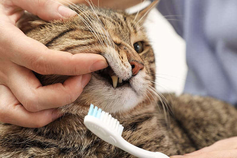 A smiling dog with bright, healthy teeth, symbolizing the importance of dental care for pets.