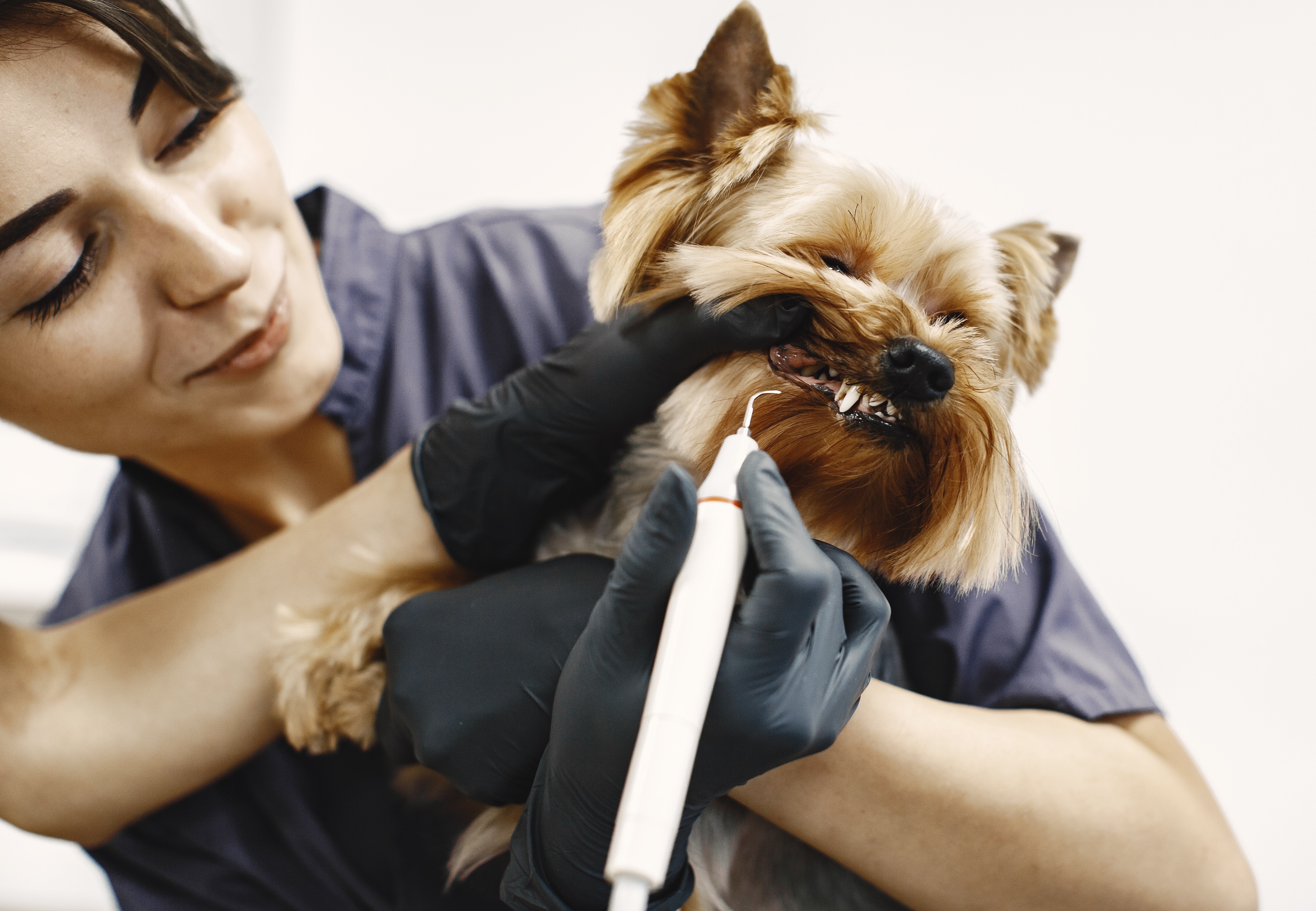 A smiling dog with bright, healthy teeth, symbolizing the importance of dental care for pets.