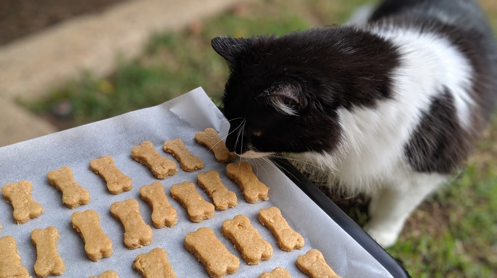 Healthy and Homemade Treats for Your Furry Friends - Cat Sniffing Treats