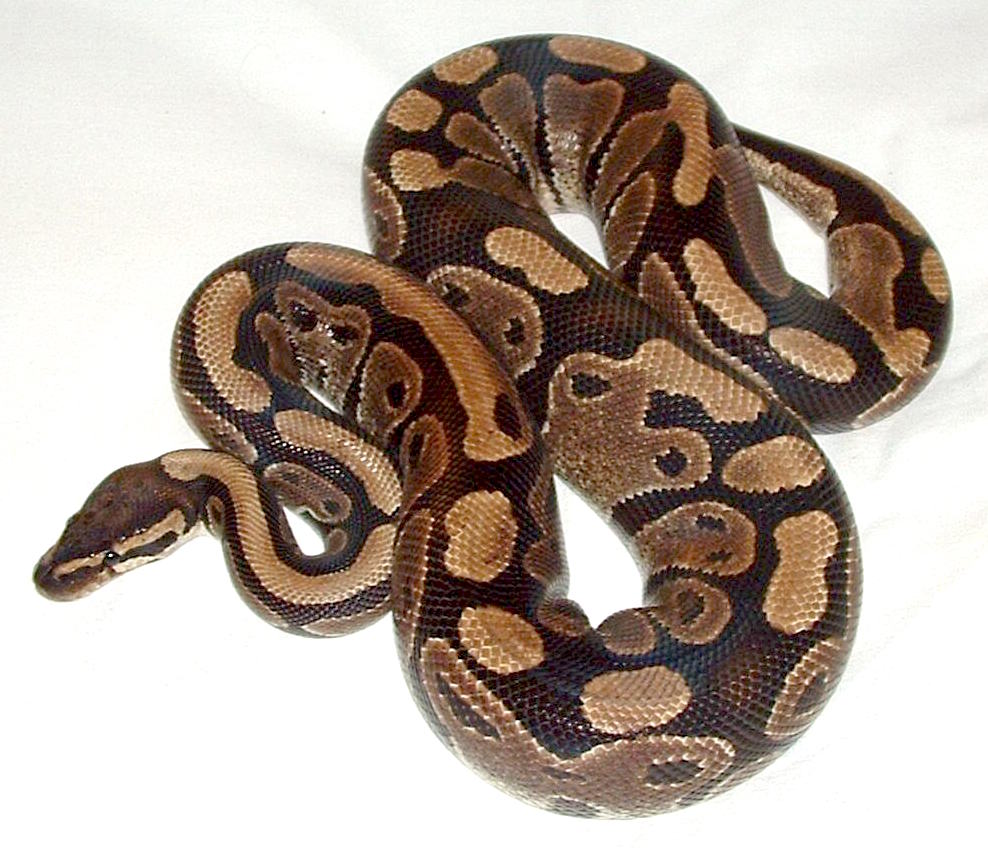 Top 10 Pet - Ball Python