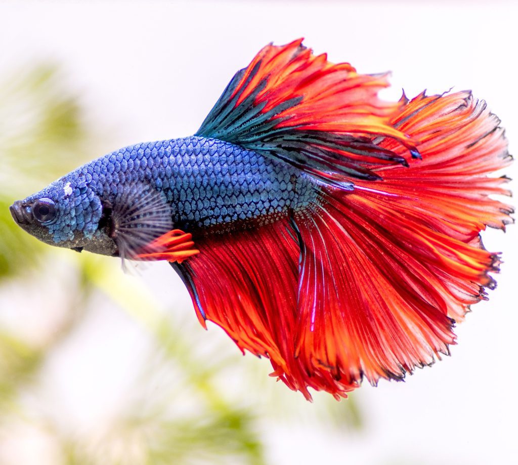 Top 10 Pet - Betta Fish