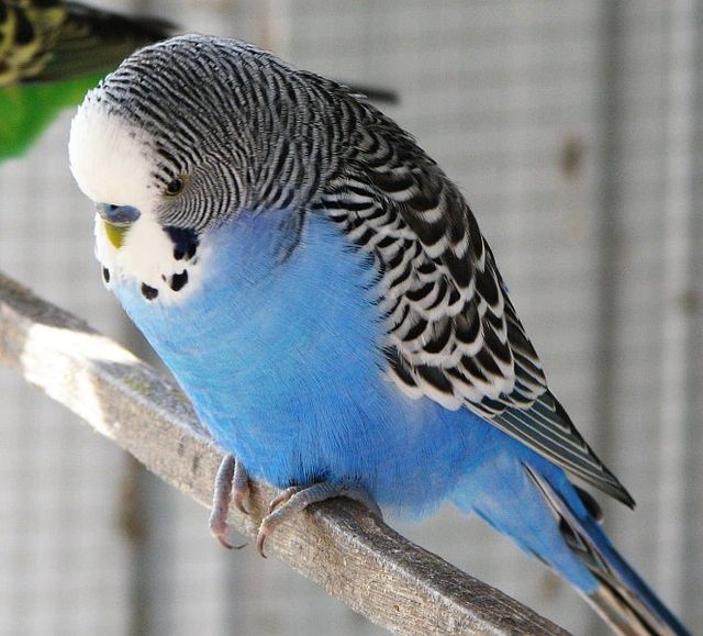 Top 10 Pet - Budgerigar