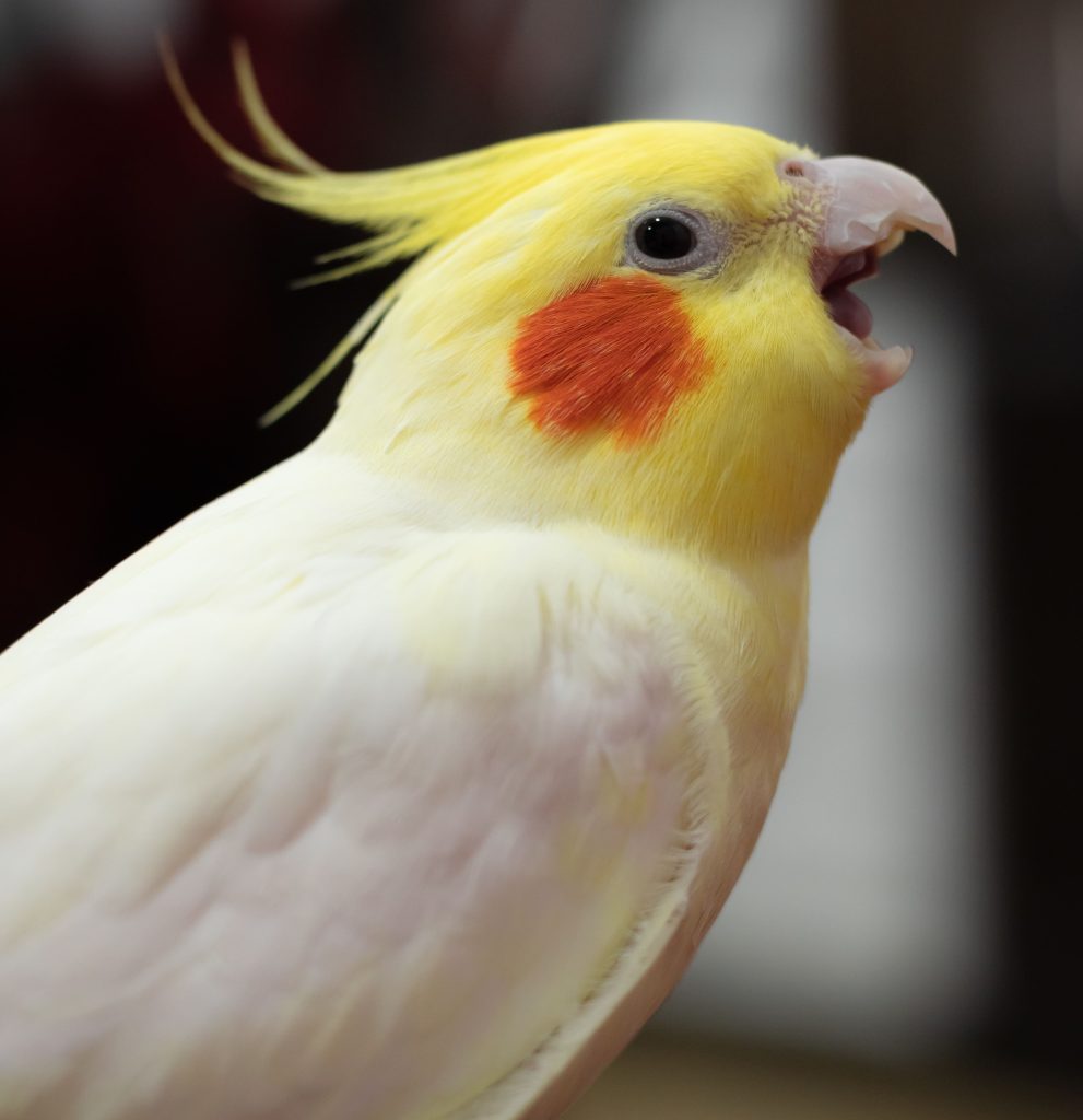 Top 10 Pet - Cockatiel