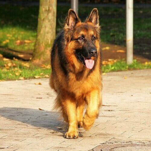 Top 10 Pet - German Shepherd