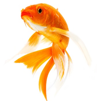 Top 10 Pet - Goldfish