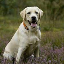 Top 10 Pet - Labrador Retriever