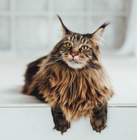 Top 10 Pet - Maine Coon Cat