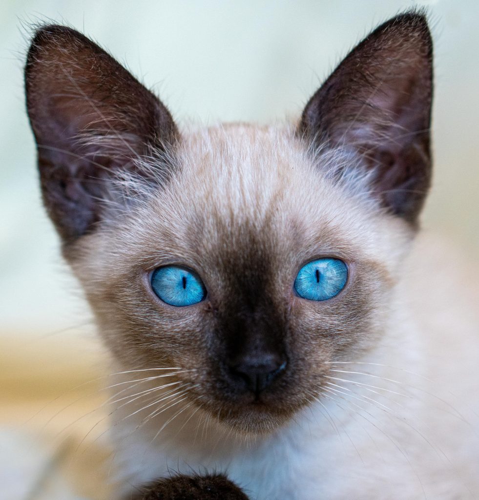 Top 10 Pet - Siamese