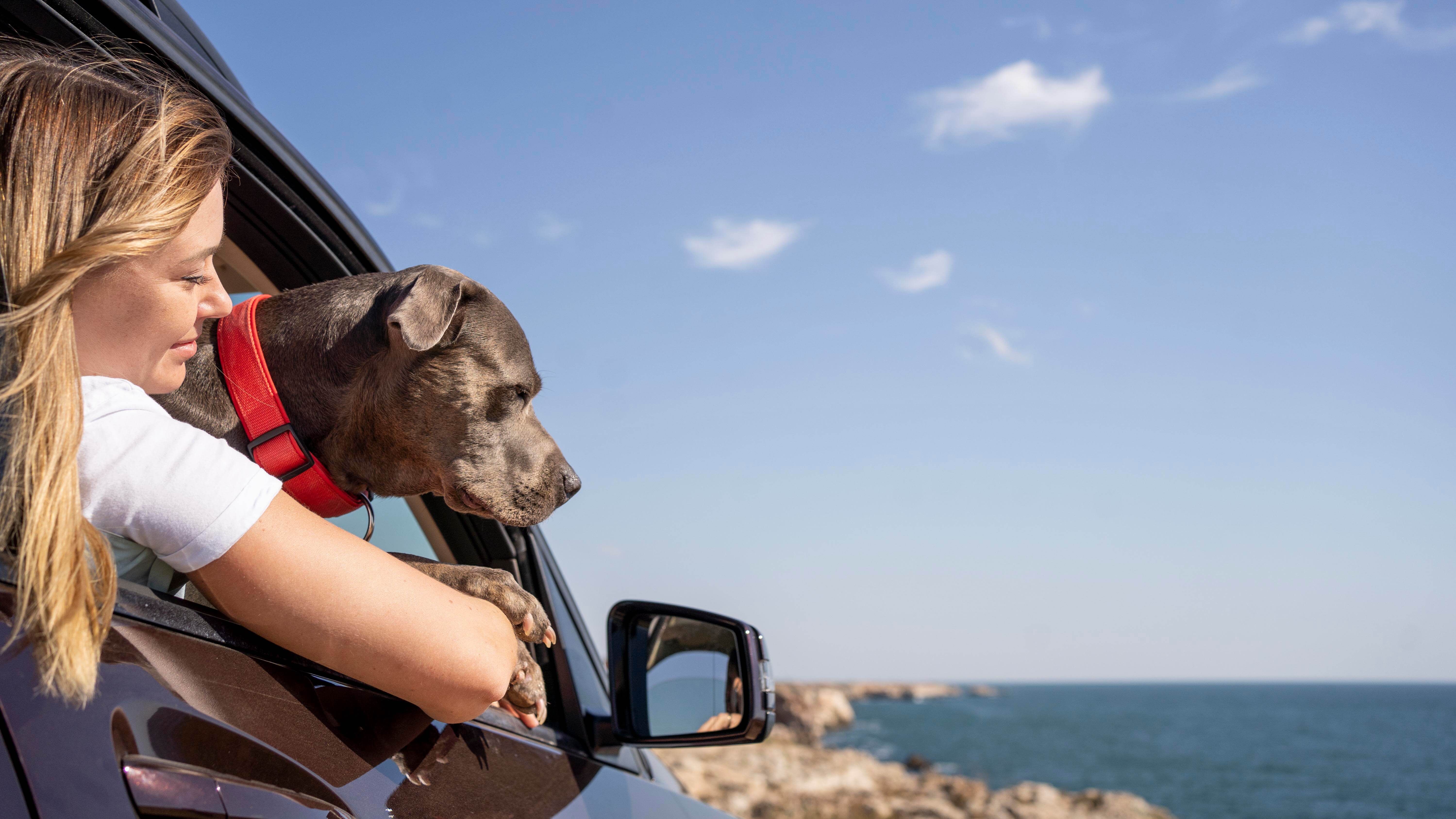 Traveling With Pets - dog sitting its owners lap while traveling with copy space