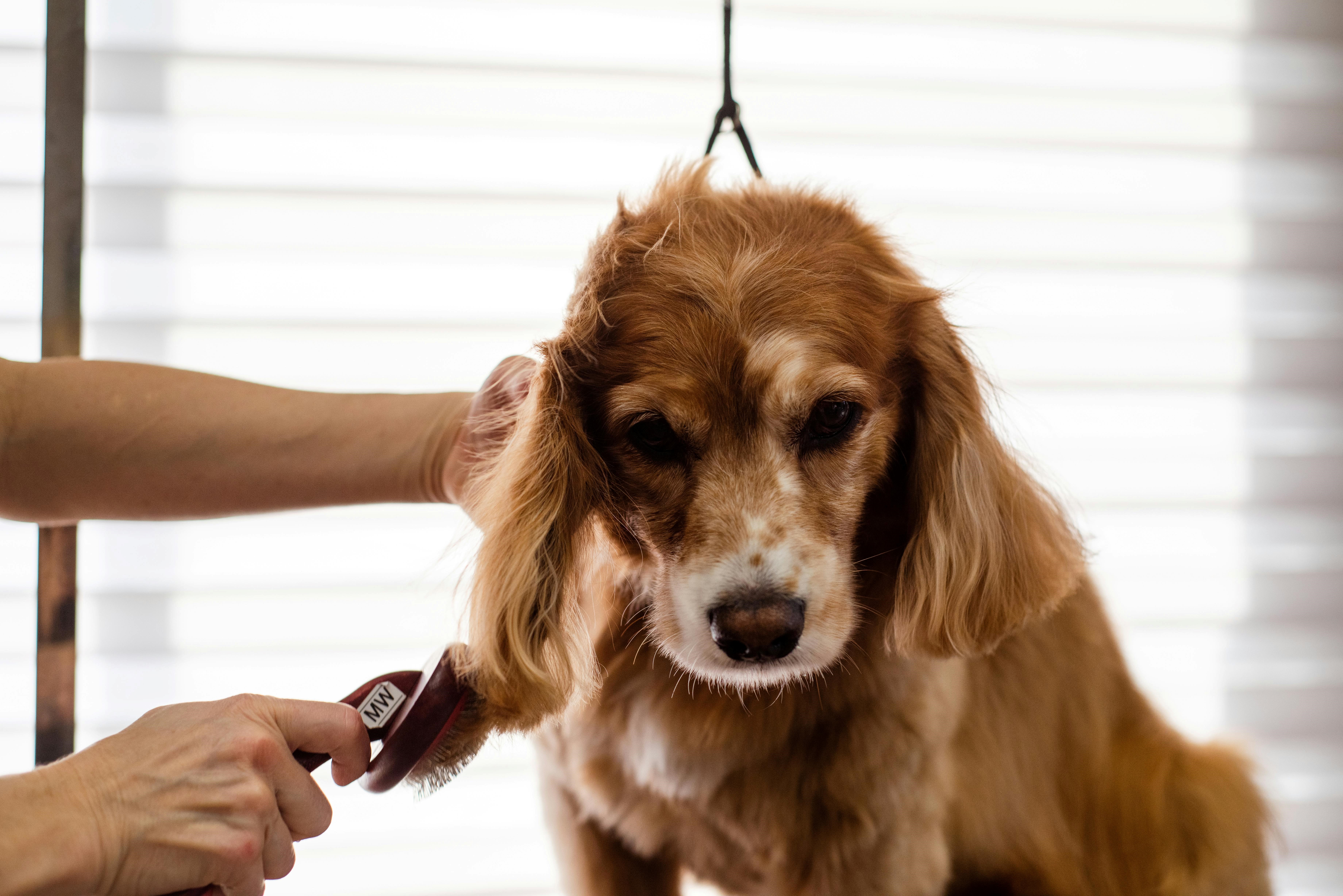 How to Properly Groom Your Pet - A Lab Dog Being Groomed