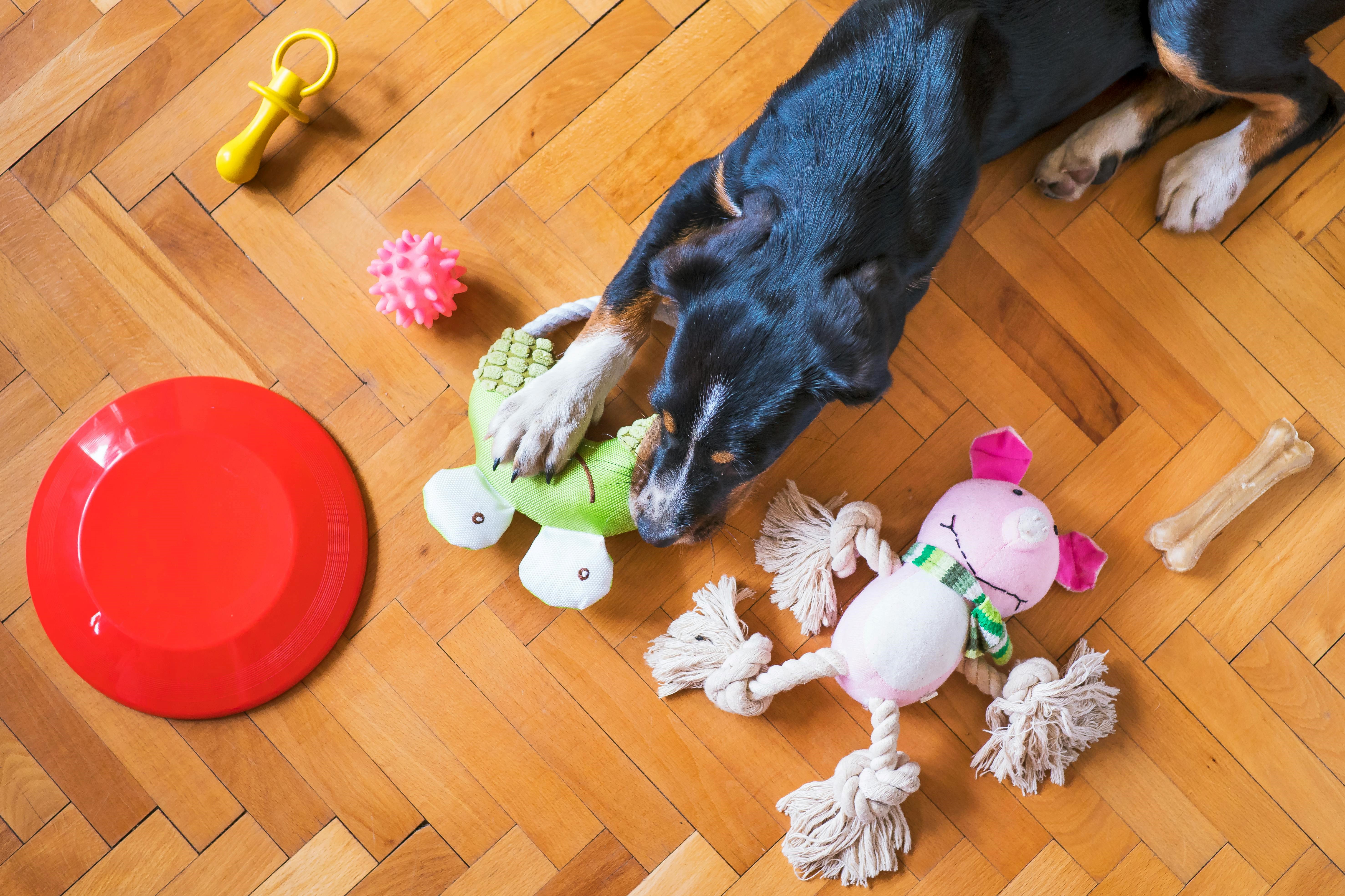 Activities and Enrichment Toys for Pets: Dog Surrounded by Toys